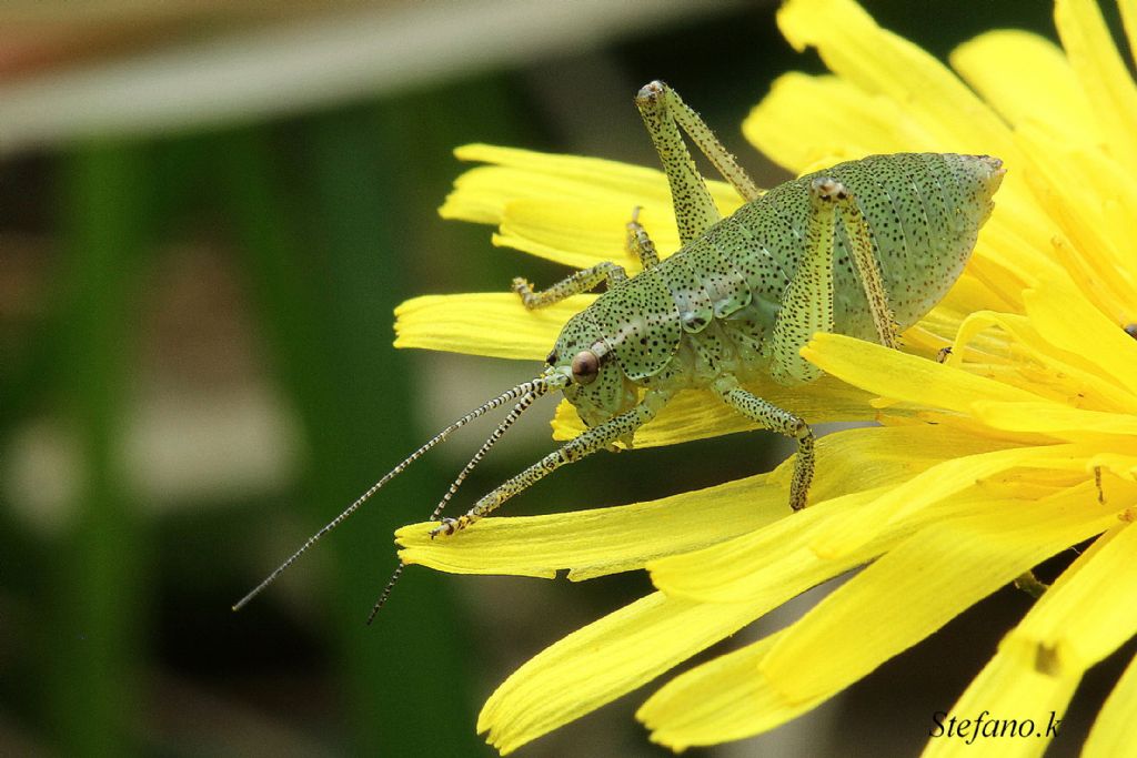 Neanide di Phaneropteridae. Forse Barbitistes sp.